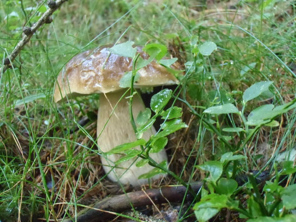 Locanda La Ruscoletta Telve Zewnętrze zdjęcie